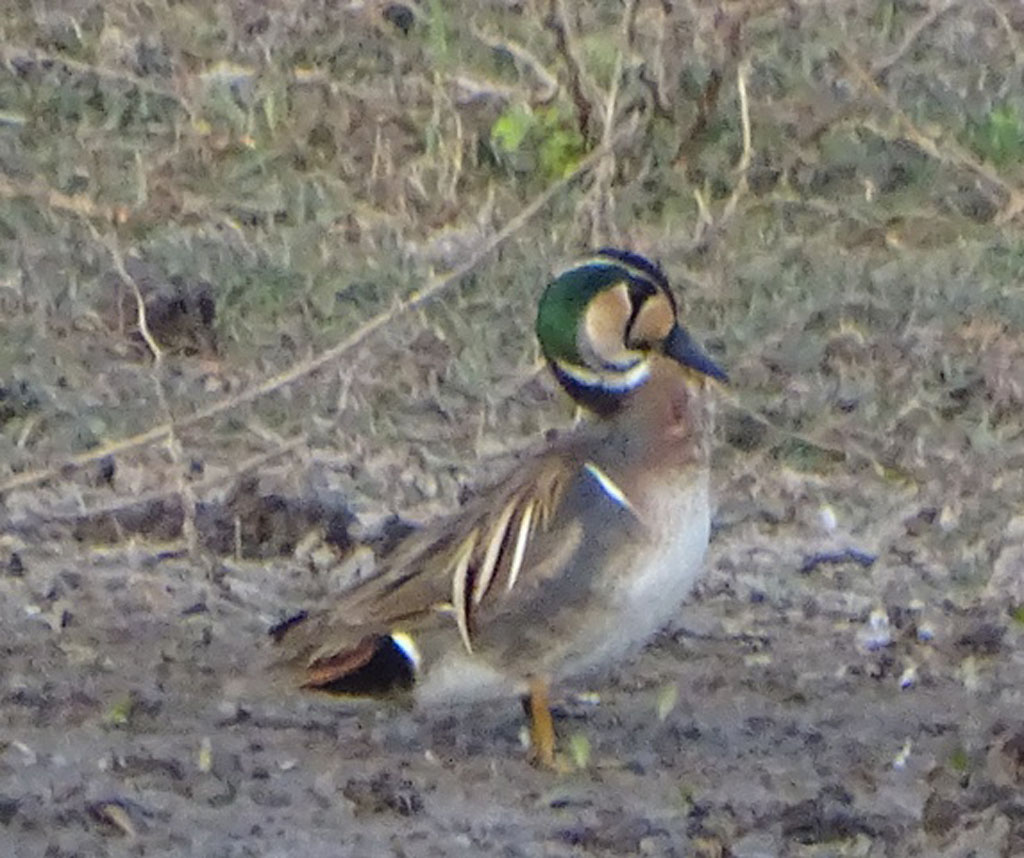Baikal Teal 